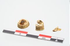 Foto von Goldknöpfe (NHMW-PRAE-025763)